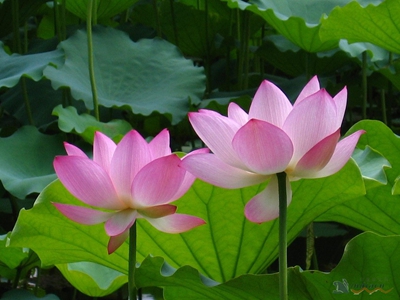 与一朵莲花相遇