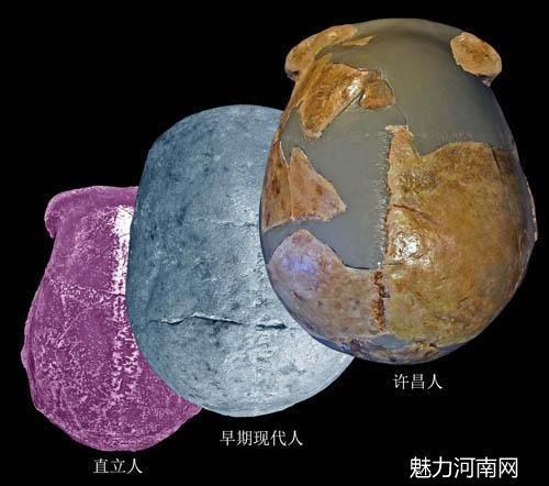 图4. 许昌人头骨顶面观及其与直立人、早期现代人对比(吴秀杰供图)