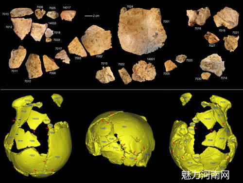 图2. 许昌1号头骨化石碎片及头骨化石的3D虚拟复原(吴秀杰供图)